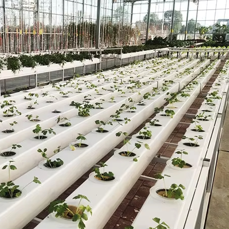 Hydroponic Nft Channel - 상업용 수경재배 시스템 NFT 파이프 채널