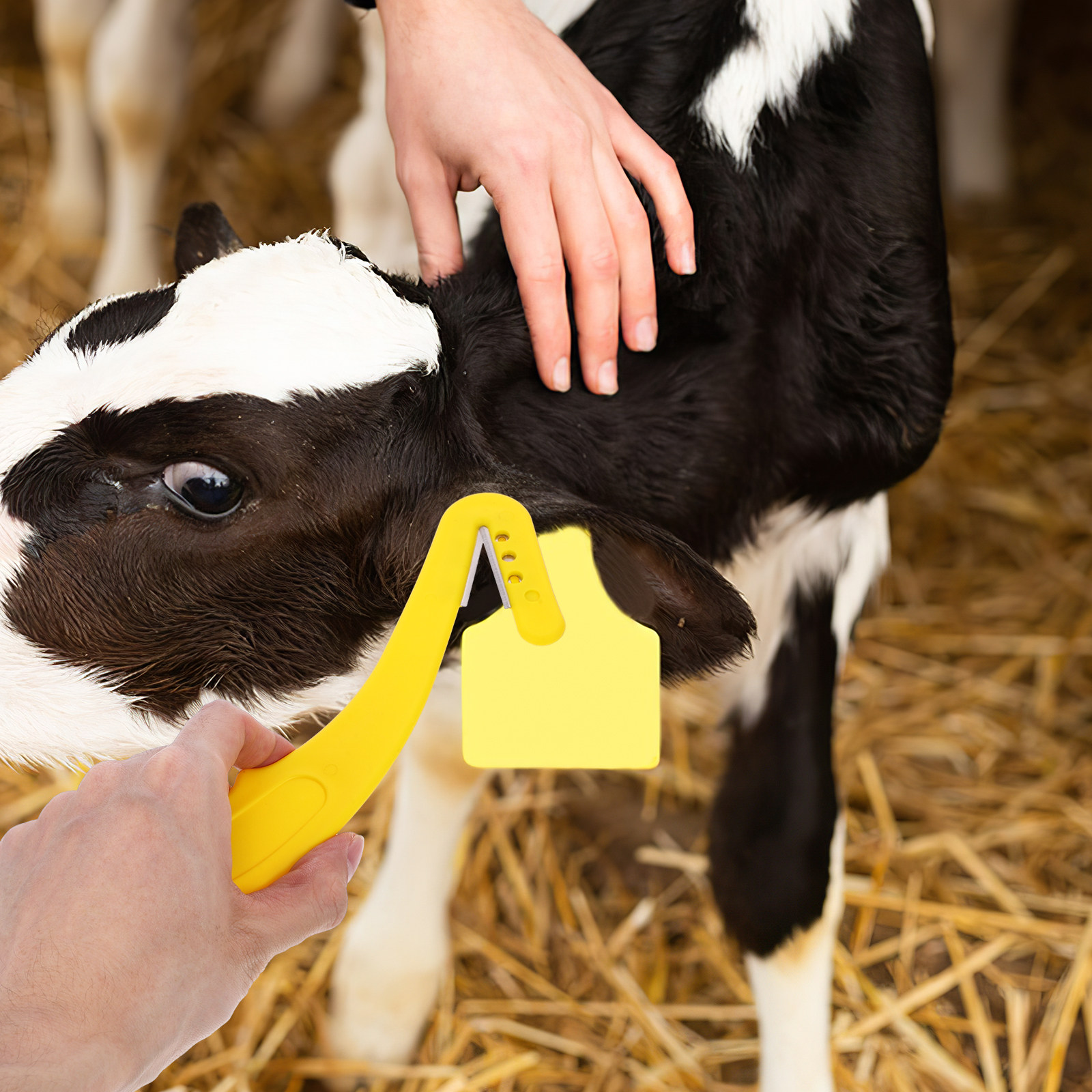 2개입 귀표 제거 도구 인체공학적 가축 귀표 커터 소  - Livestock Ear Tag 리뷰 및 가격