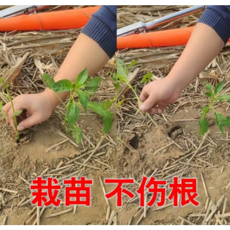 농업용 묘목 이식기 토마토, 피망 묘목 심기용 정원 재 - Farming Agriculture Tools 리뷰 및 가격